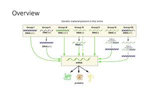 Baltimore Scheme Viral Classification System [upl. by Eiralih]