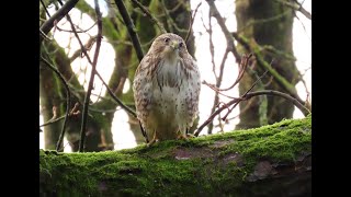 Buizerd geplaagd door 3 kraaien Stadspark Maastricht [upl. by Laval895]