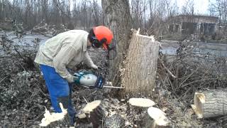 Makita DCS 6400 felling poplar tree [upl. by Dutchman]