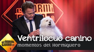 El primer ventrílocuo capaz de hablar a través de un perro de carne y hueso  El Hormiguero 30 [upl. by Colly]