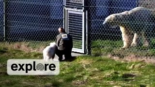 Siku Polar Bear Cub Meets Mama Bear [upl. by Natehc]