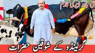 Haq Bahoo Dairy Farm  Garlando Cross cows  Australian Friesian cows For sale  cowsforsale [upl. by Anirehs]