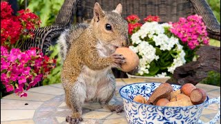 Squirrels Stealing Nuts  Squirrels for Cats to Watch [upl. by Booth]