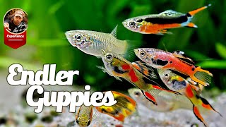 Endler Guppies Care Guide [upl. by Brigida]