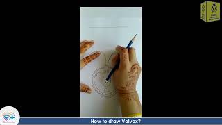 How to draw Volvox practical biology drawing volvox [upl. by Lennahc]