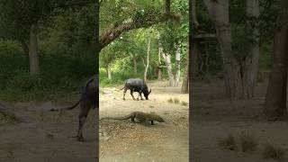 KOMODO VS BUFFALO komodo komodoisland shorts shortsvideo [upl. by Vera]