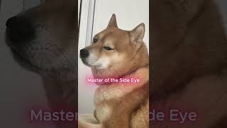 Three Shiba Inu Facts dogs funnydogvideos shibainu dogfacts [upl. by Gyatt760]