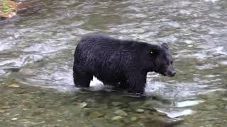 Black Bear  American Black Bear Rear Video  Animal Videos 2021 [upl. by Inafit]