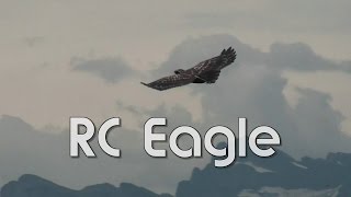 RCEAGLE  ADLER [upl. by Jenkins83]