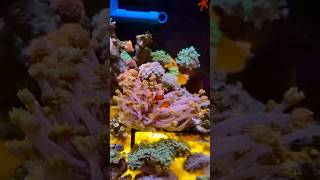 Clownfish tank coral setup coral clown clownfish آکواریوم shortsviral shorts [upl. by Cohette]