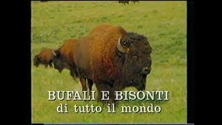 Bufali e bisonti di tutto il mondo [upl. by Arimlede]