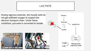 Lactate Metabolism [upl. by Margherita165]