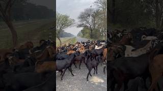 Herding Goats in Moela Wahid Pur Village Punjab India 🇮🇳 goats nature animals punjab [upl. by Olenka]