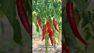 Tips for mirch plant😊✨️🪄shorts ytshort plants Blossomgirl [upl. by Junko350]