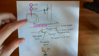 Synchronous and Asynchronous Neurotransmitter Release Part 3 [upl. by Akenom]