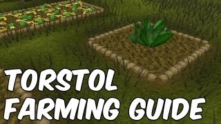 Torstol Farming Guide [upl. by Argella]