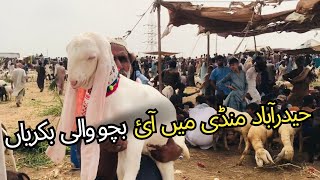 Hyderabad Bypass Bakra Mandi Latest Update  Rates Update  cattlemarketdiaries goat animals 1k [upl. by Arukas824]