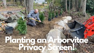 Planting Arborvitaes for a PRIVACY screen Using the Kioti backhoe may be overkill [upl. by Janey]