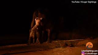 Buffalo fights off lions  then a hyena sneaks up behind him and bites his Testicles [upl. by Areht]