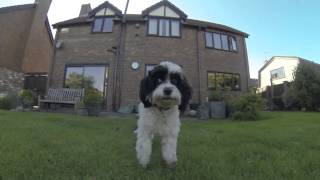 Almost fully grown Cavapoos playing in the garden [upl. by Gorrian]