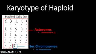 Karyotype Haploid amp Diploid Cell Types [upl. by Shirl]