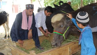 Bakra Eid Moments  Eid Special Funny Video By  Sultan Brothers Official [upl. by Marilee]