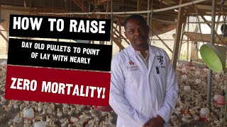 How to raise dayold pullets to the point of lay with nearly zero mortality [upl. by Akenna]