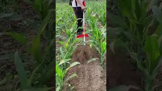 Electric scarifier  weed cutter [upl. by Ardiedal]