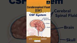 Cerebrospinal Fluid CSF csf cerebrospinalfluid nursing testpaperlive shortvideo [upl. by Binah]