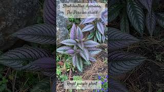 Strobilanthes dyeriana The Persian shield Royal purple plant [upl. by Ahsinnek]