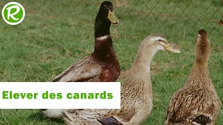 Elever des canards chez soi [upl. by Bocoj599]