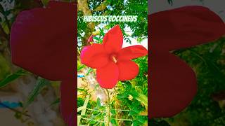 Hibiscus coccineus or Scarlet rosemallow [upl. by Medwin]