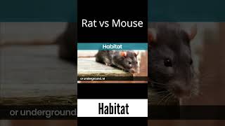 Habitat  What is the difference between Rat amp Mouse rat mouse difference habitat living area [upl. by Casavant]