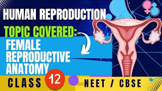 Human Reproduction  Class 12th  Biology cbse ncert neet [upl. by Boutis]