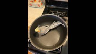 no animals were harmed in this video cockatielfypfunnyfunnyvideo [upl. by Dnob]