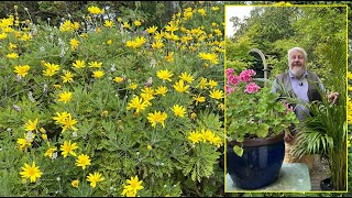 MARGUERITE AFRICAINE  SES FLEURS ENSOLEILLENT LE JARDIN TOUTE L’ANNÉE Le Quotidien du Jardin N°408 [upl. by Marje]