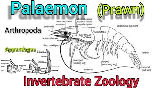 Palaemon prawn in hindi  Appendages of Prawn  aarthropoda [upl. by Wendy]