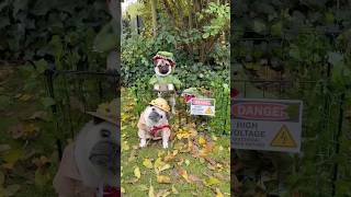 Welcome… to JURASSIC PUG 🦖 Escaping Dinosaur 😱 halloween pug dog [upl. by Oralle]