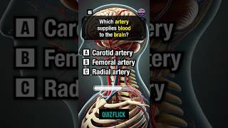 Anatomy and physiology Quiz part 350shortsquiz [upl. by Lemmie]