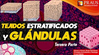 TEJIDOS EPITELIALES ESTRATIFICADOS [upl. by Xilef]