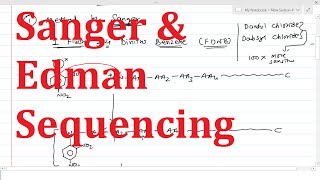 Importance of Reading Protein Sequences from N to C Terminus [upl. by Aical]