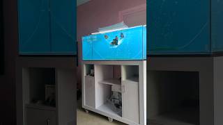 Goldfish Tank Setup at Mumbai Clients by GFHI aquarium fish fishtank goldfish petfish [upl. by Assin205]