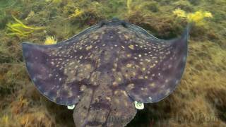 Snorkeling with rays in Ireland lots of rays Watch in HD [upl. by Adelice]