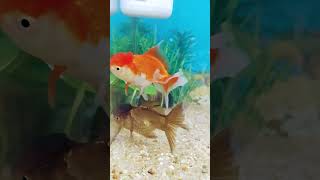 New oranda goldfish on new tank😀 AquaTech [upl. by Crichton]