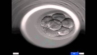 Entwicklung eines menschlichen Embryos [upl. by Ettenoj]