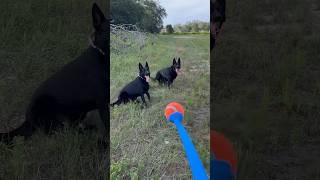 Using a Chuckit ball to condition my dogs germanshepherd dog chuckit dogtraining k9 shorts [upl. by Hootman259]