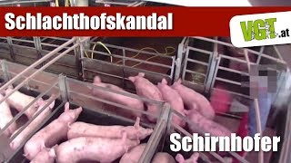 Schirnhofer STMK  Schlachthofskandal 2015 [upl. by Hsak]