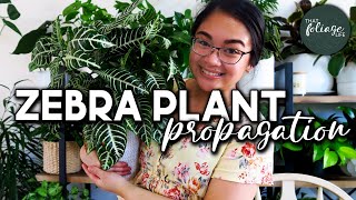 How to Propagate a Zebra Plant Aphelandra Squarrosa [upl. by Nylanna]