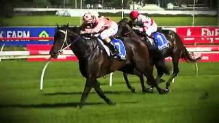 Black Caviar All 25 Wins [upl. by Netti]