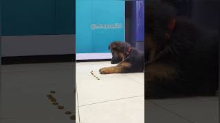 Leo Learn To Stay  German shepherd  Puppy dogs puppy [upl. by Reviel]